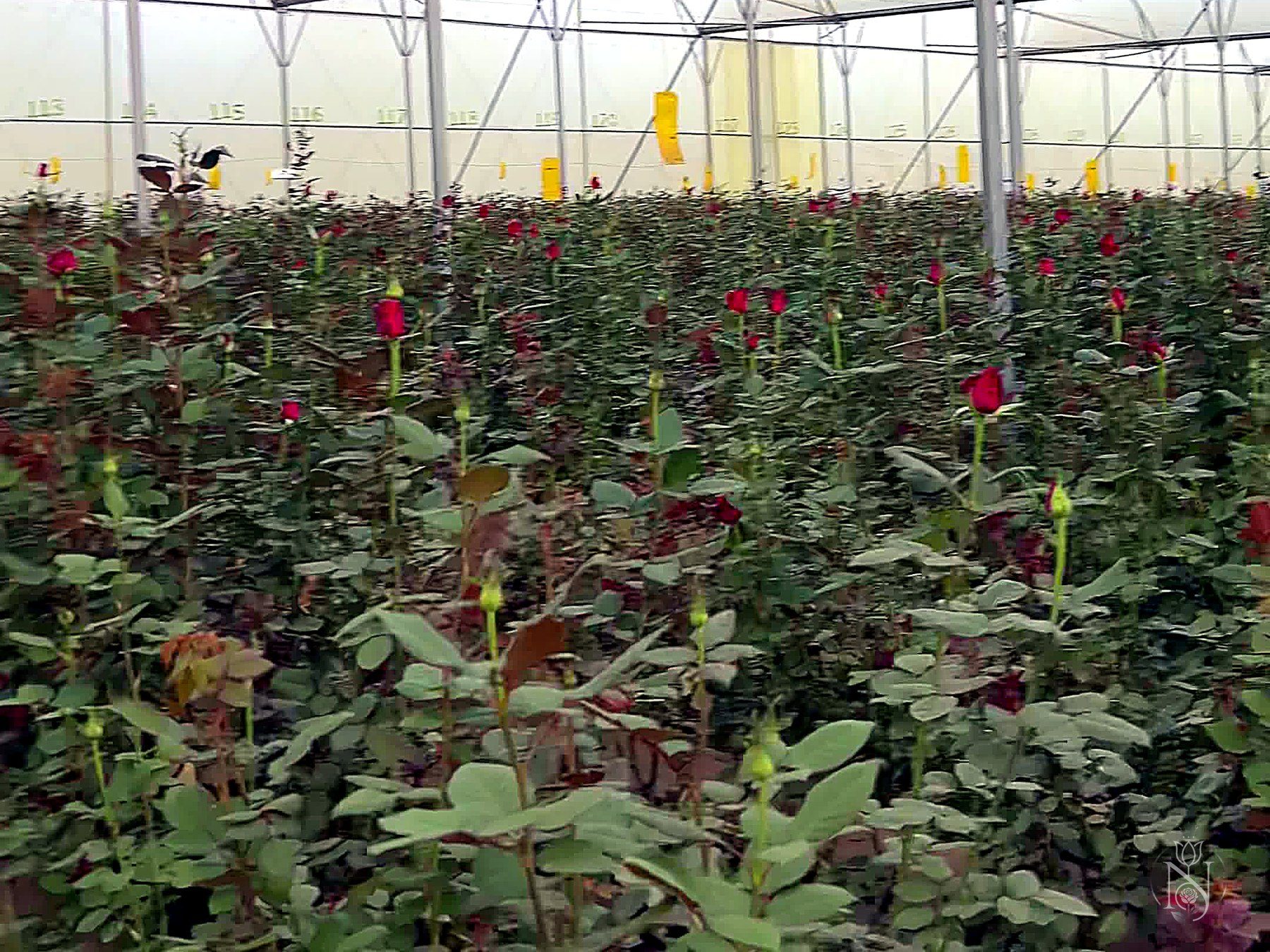 Rose greenhouses at a partner flower farm in Kenya