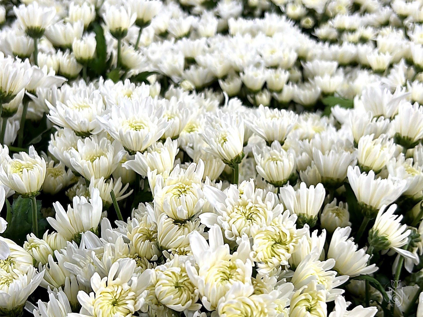 Chrysanthemum fields at a Kenyan flower farm