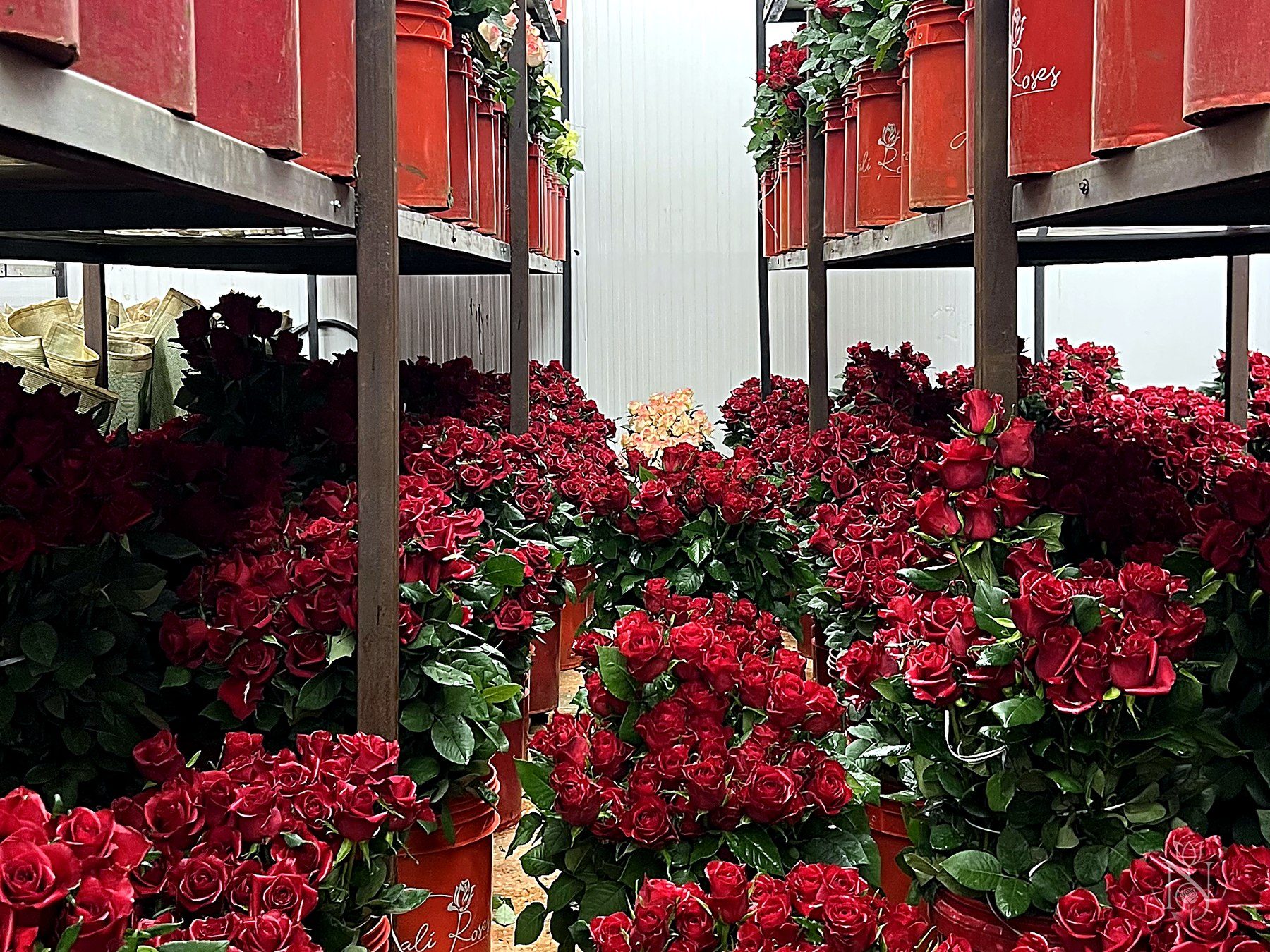 Hydrangea production in the Kenyan highlands