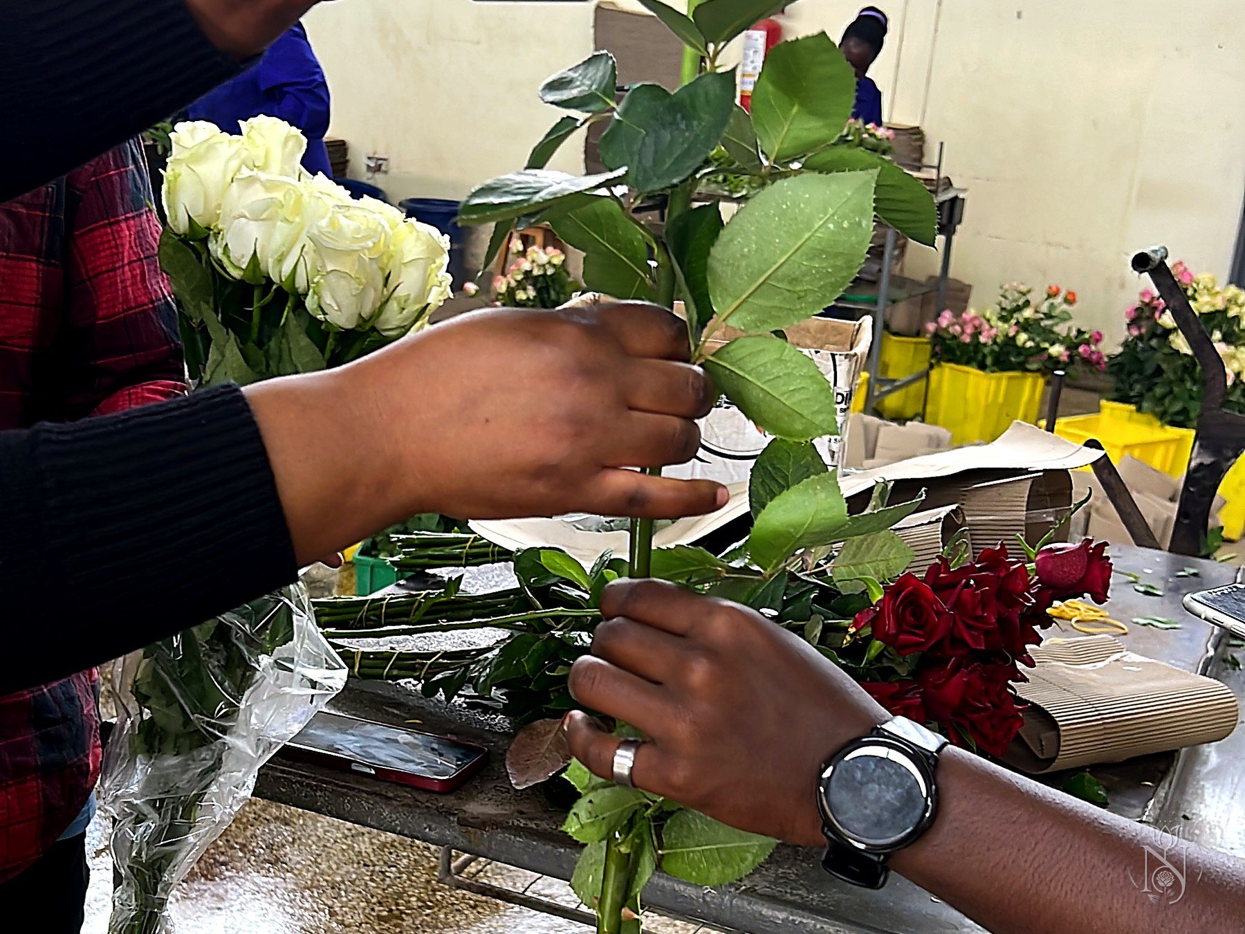 Grading and stem-by-stem quality control of Kenyan roses