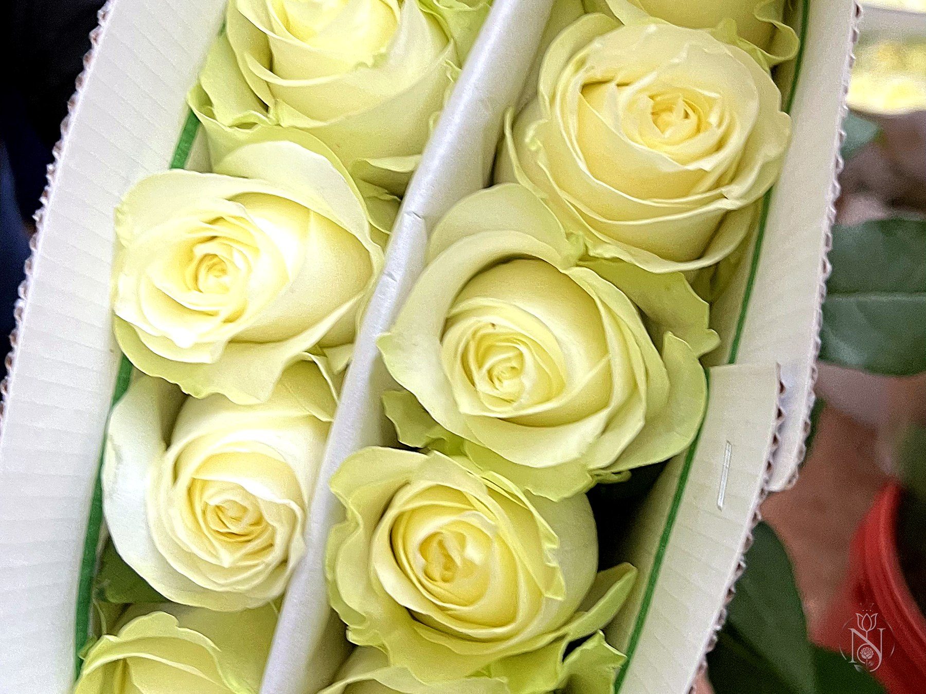 Cold chain packing of export roses in Nairobi